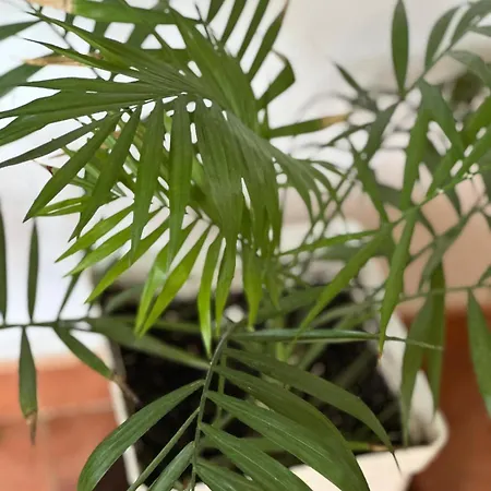 En Junto Al Paseo Maritimo Fuengirola