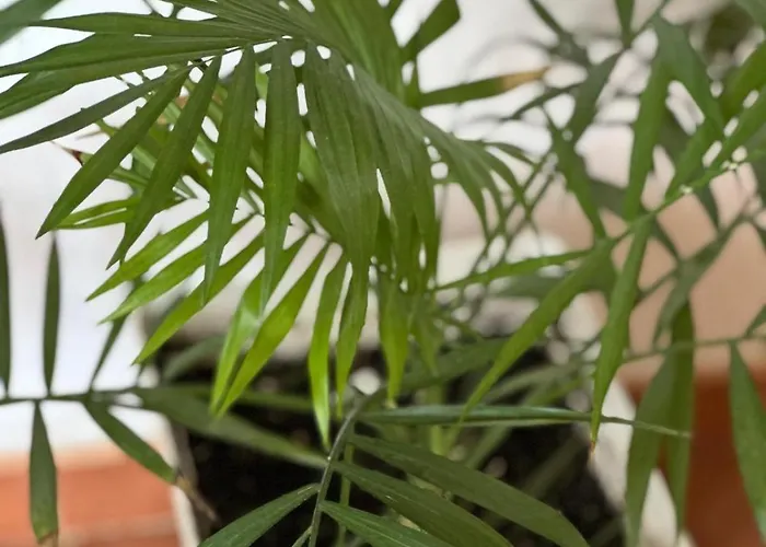 En Junto Al Paseo Maritimo Fuengirola